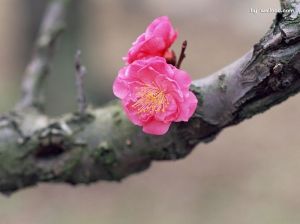 [wallcoo_com]_Chinese_plum_blossom_17GA010