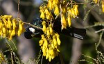 Tui 2_edited-1