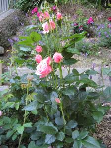 The Kate Sheppard Rose