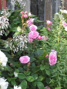 Kate Sheppard 2011 005