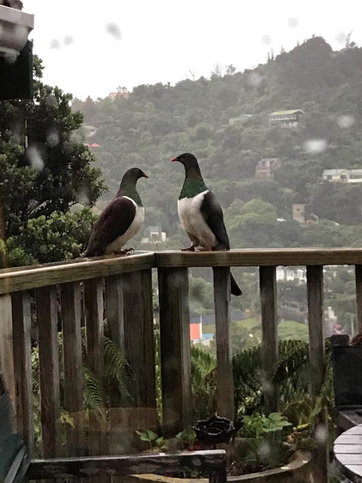 50508734_225331938375758_8434851470494400512_n